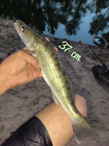 Zander