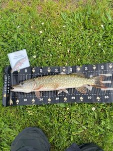 Northern Pike