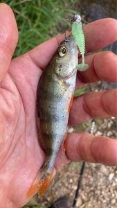 European Perch