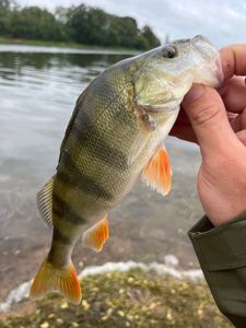 European Perch