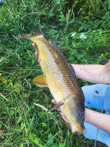 Common Carp