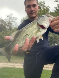 Largemouth Bass