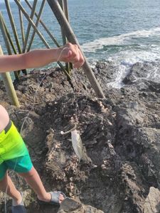 European Bass (Seabass)