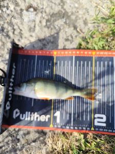 European Perch
