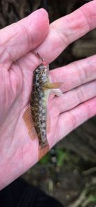 Round Goby