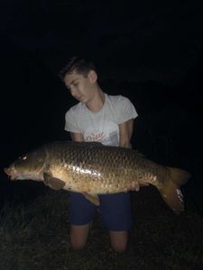 Common Carp