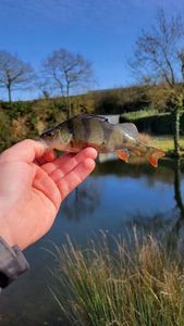 European Perch
