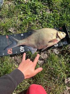 Common Bream