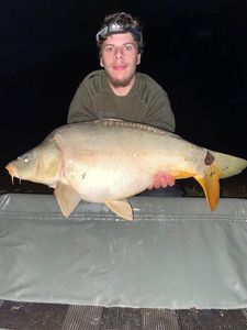 Mirror Carp