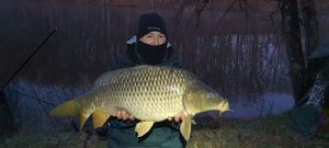 Common Carp