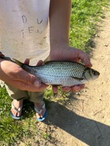 Common Bream