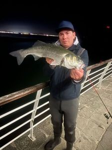 European Bass (Seabass)