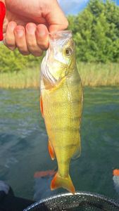 European Perch