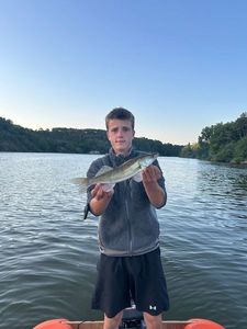 Zander