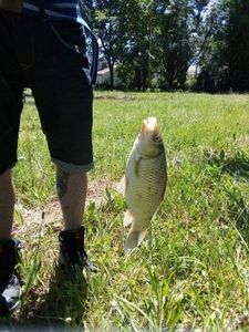 Common Bream