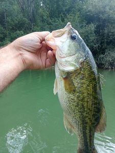 Largemouth Bass