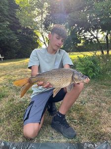 Common Carp