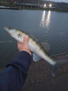 Zander