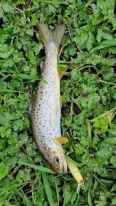 Brown Trout