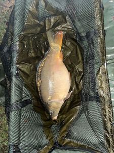Leather Carp