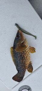 Ballan Wrasse