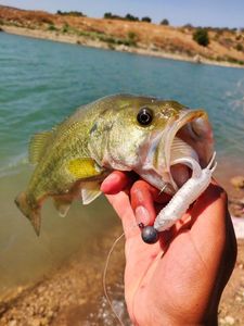 Largemouth Bass
