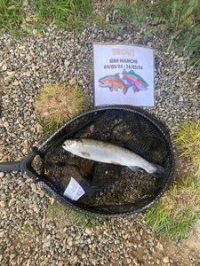 Rainbow Trout