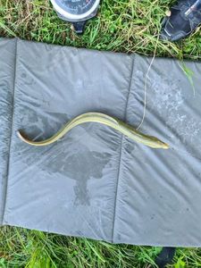 European Eel (Common Eel)