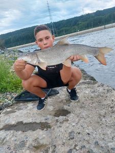 Barbel