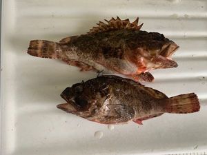 Brown Scorpionfish
