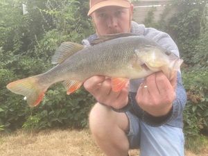 European Perch