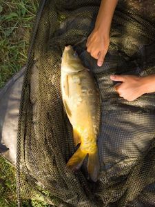 Mirror Carp