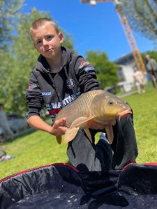 Common Carp