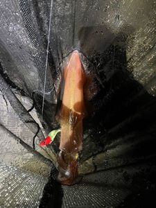 European Squid