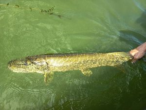 Northern Pike