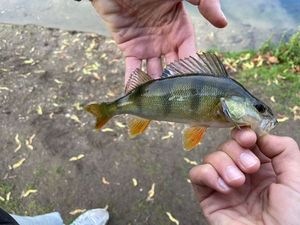 European Perch