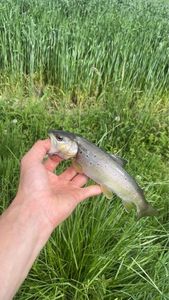 Brown Trout