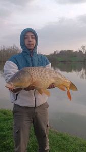 Common Carp