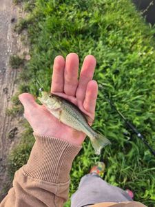 Largemouth Bass
