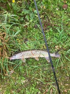 Northern Pike