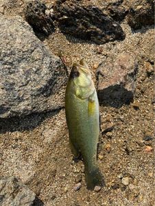Smallmouth Bass