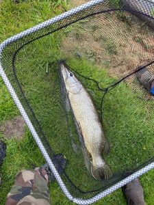 Northern Pike