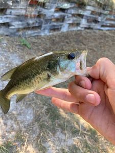 Smallmouth Bass