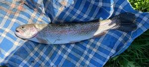 Rainbow Trout