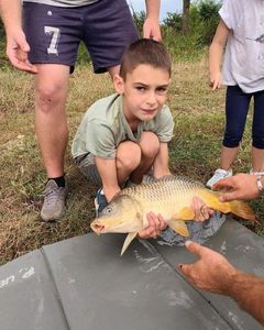 Common Carp