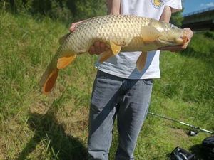 Common Carp