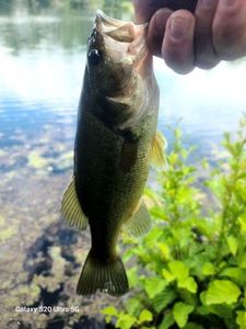 Largemouth Bass