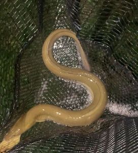 European Eel (Common Eel)