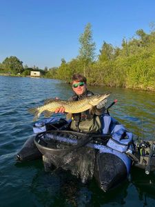 Northern Pike