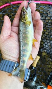 Brown Trout